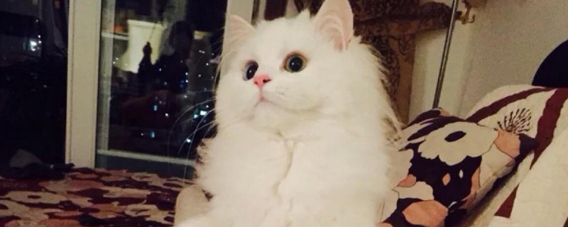 波斯猫为什么两个眼睛颜色不一样