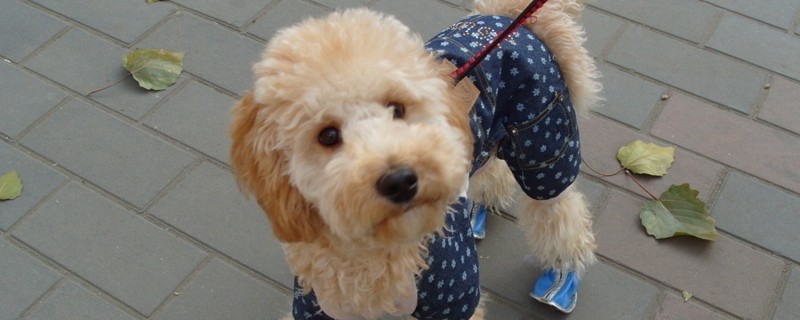 贵宾犬怎么养