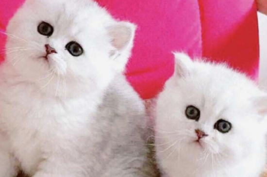 猫咪上火怎么办