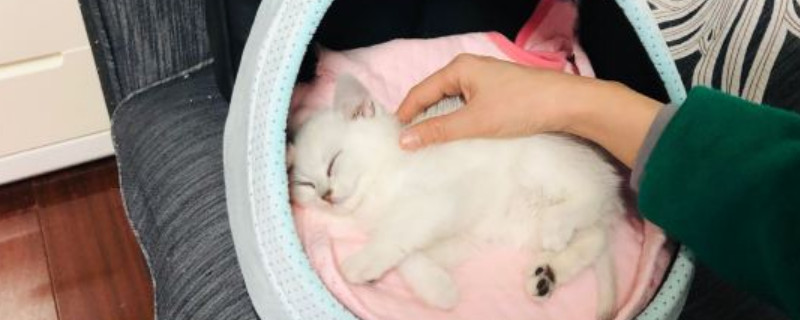 猫体内驱虫用什么药