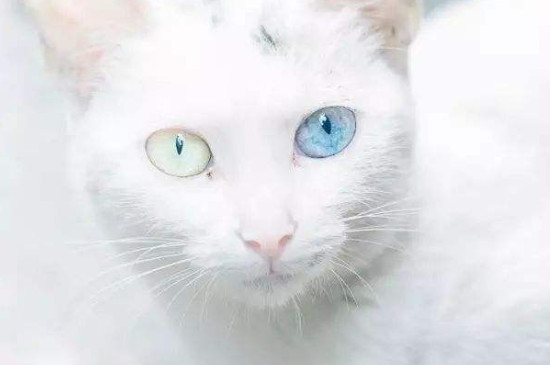 白色异瞳猫是土猫吗