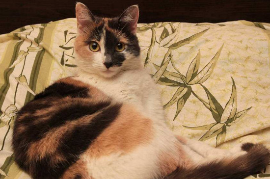 猫跑到床上有细菌吗