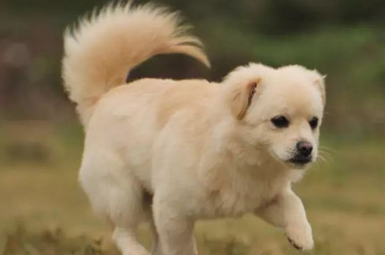 成犬每年都要打疫苗吗