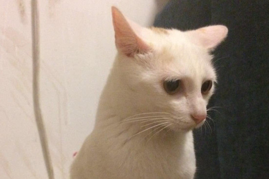 半夜猫咪为啥咬主人