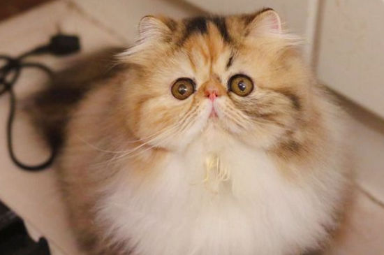 波斯猫和金吉拉的区别