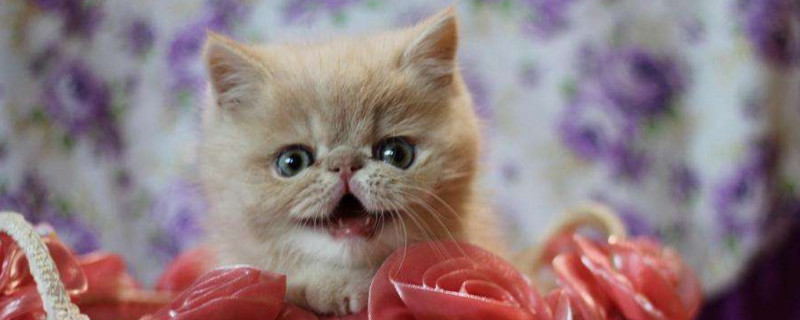 2个月的加菲猫怎么养