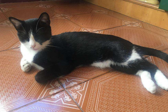 怎样杜绝猫咪吃豆腐猫砂