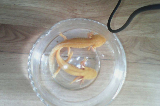 六角恐龙深水养会死吗
