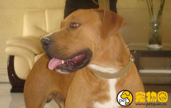 东方斗犬之王土佐犬，凶悍异常轻易不敢饲养