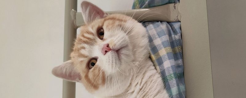 猫可以吃鸡蛋嘛