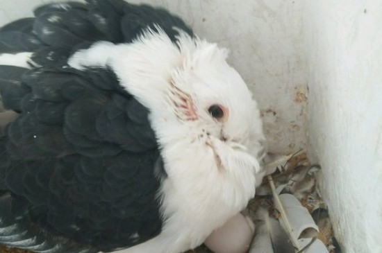 雏鸽窝里大便怎么清理