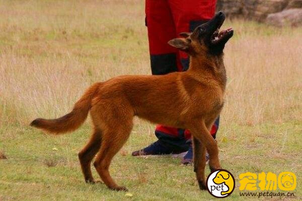 红马犬好还是黑马犬好，一个太好动一个血统不纯
