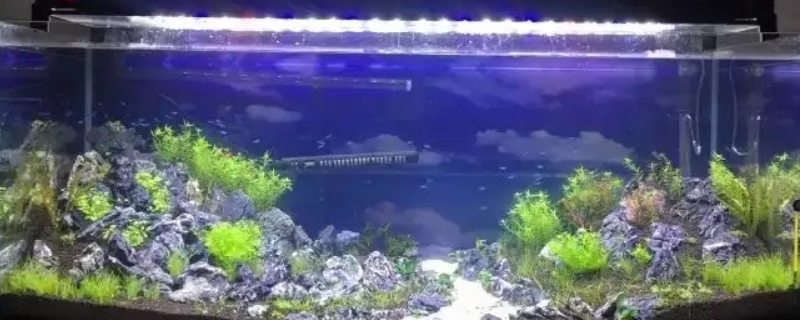 开缸多久可以放鱼