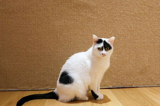 猫喜欢什么颜色