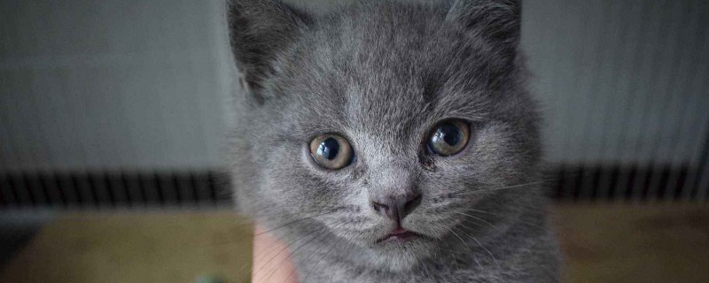 英短和折耳猫的区别