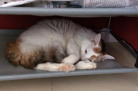 猫咪绝育是割什么