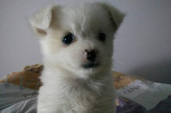狗狗眼睛红有糊状眼屎