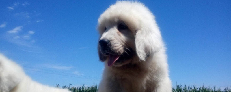 大白熊犬能长多大