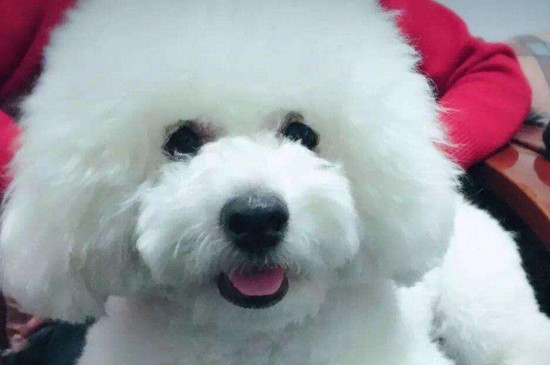 比熊犬好养吗
