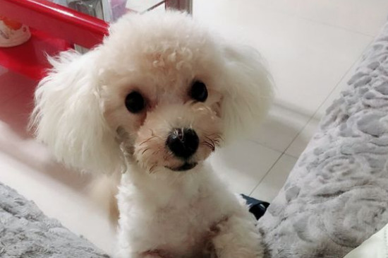 比熊狗哭了是为什么