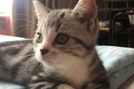 宠物猫能吃鱼吗