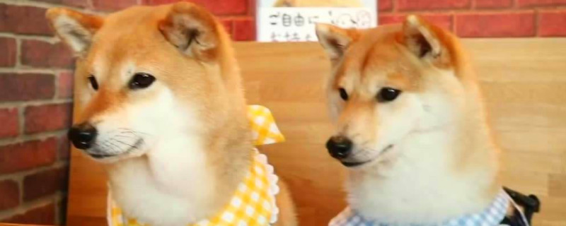 柴犬能吃猪肉吗