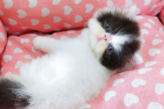 猫咪打呼噜代表什么