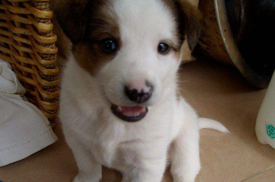 小型犬怀了大型犬怎么办