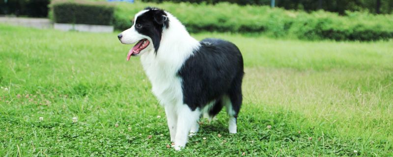 狗狗四肢无力站不起来怎么回事