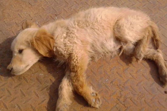 犬瘟症状