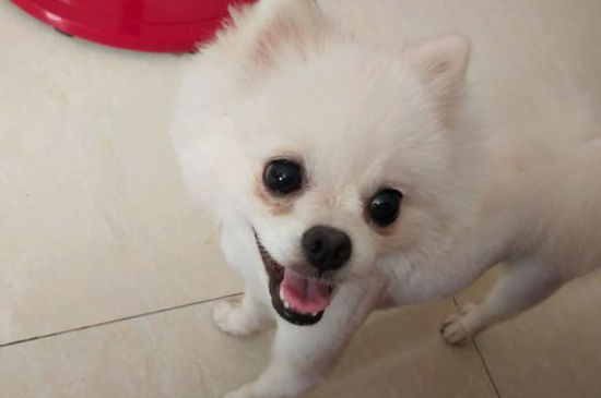 养狗证怎么办理要钱吗