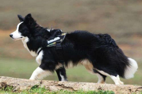 如何挑选边境牧羊犬