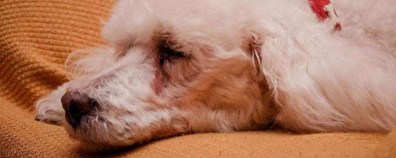 贵宾犬一天吃多少狗粮