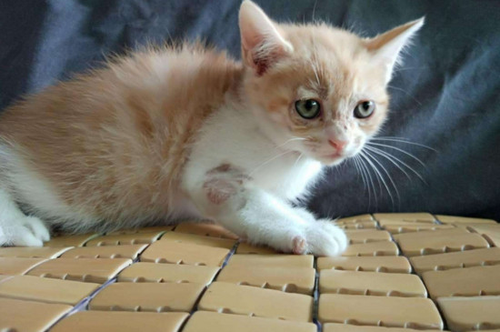 幼猫得了猫藓怎么治疗