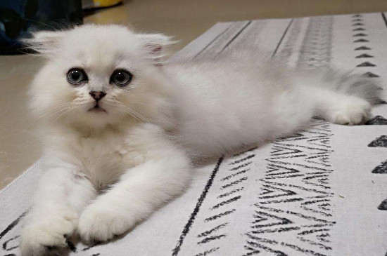 折耳猫生病都有什么症状