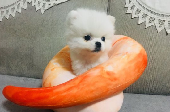 狗脑炎和中毒的区别