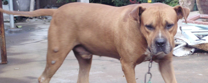 比特犬咬人怎么处理