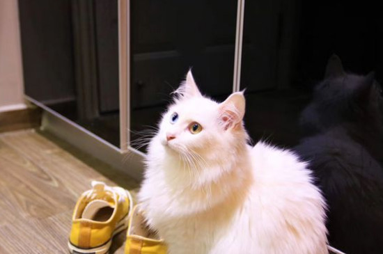 怎么判断是不是狮子猫