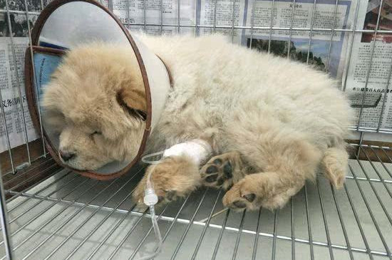 狗狗细小是什么症状