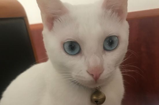 猫咪走丢了一般会在哪