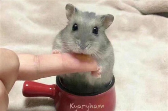 宠物鼠的种类