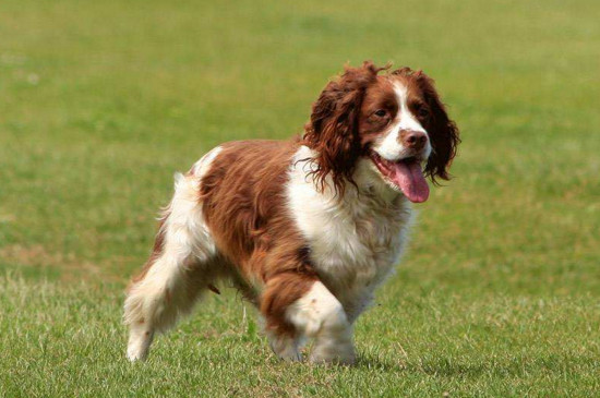 史宾格犬多少钱一只，宠物级幼犬的价格为1500～3500元