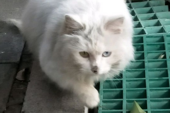 猫鼻支的症状