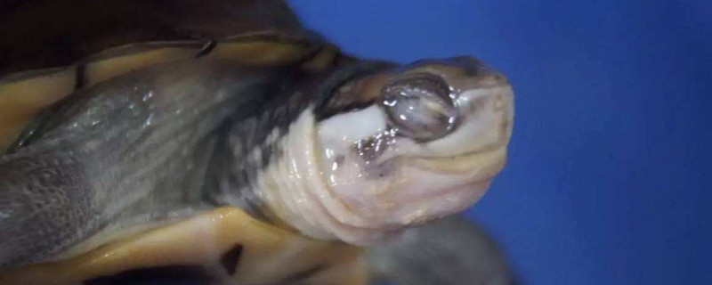乌龟白眼病怎么办