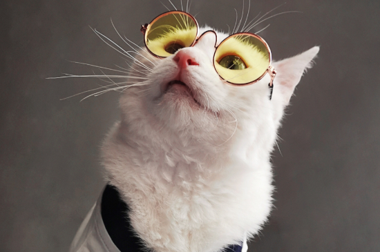 猫咪生产前一小时征兆