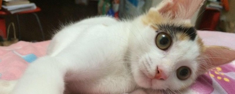 猫突然不喝水什么病