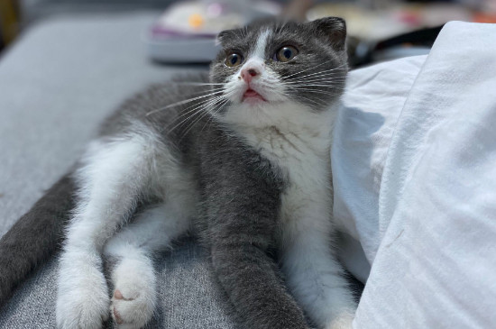 猫咪不小心舔到巧克力