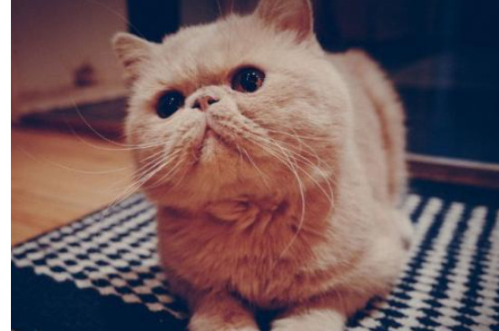 野猫怎么赶走