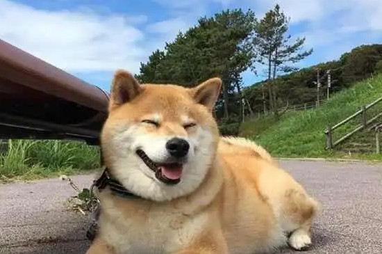 柴犬种类