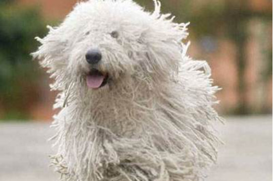 可蒙犬怎么洗澡
